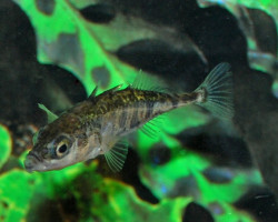 Gasterosteus Aculeatus 4/7