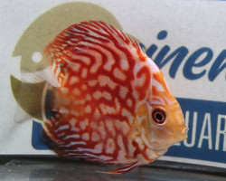 Discus  Pigeon Checkerboard M