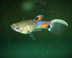 Guppywingei Snakeskin Blu Maschio M