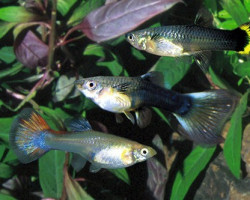 Guppy Femmina German Breed M