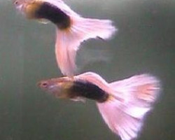 Guppy Maschio  Pink Tuxedo Metalic M
