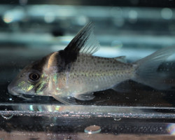 Corydoras Amandajanea M/L