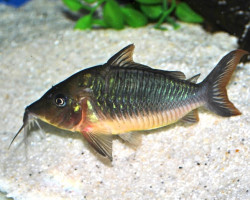 Brochis Multiradiatus  L