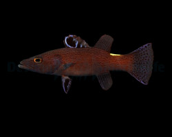 Belonoperca Chabanaudi Ml