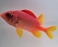 Sargocentron Spiniferum Ml