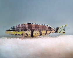Serranus Tigrinus - Allevato Europa M