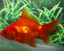 Car. Aur. Red Fantail 5/6