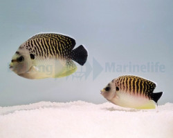 Apolemichthys Kingi (Coppia) L