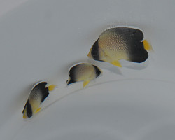 Apolemichthys Xanthurus M