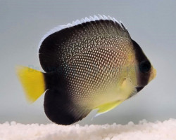 Apolemichthys Xanthurus Ml