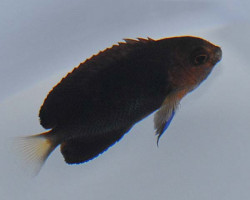 Centropyge Flavicauda M