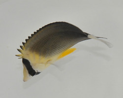 Chaetodon Blackburnii M