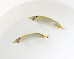 Chaetodon Pelewensis M