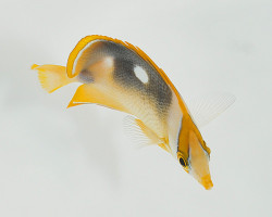 Chaetodon Quadrimaculatus Ml