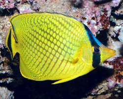 Chaetodon Rafflesii M