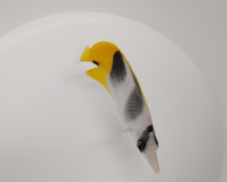 Chaetodon Ulietensis M