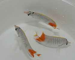 Chaetodon Xanthurus S