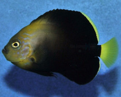 Chaetodontoplus Cephalareticulatus M