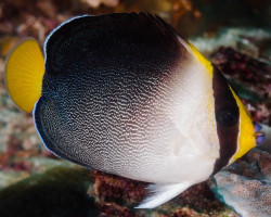 Chaetodontoplus Mesoleucus M