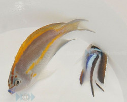 Genicanthus Bellus (Coppia)