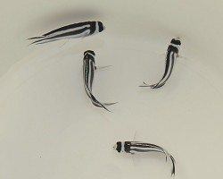 Genicanthus Bellus (Femmina) M