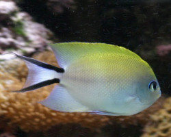 Genicanthus Melanospilos (Femmina) M