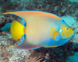 Holacanthus Ciliaris (A) L