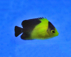 Paracentropyge Venusta - Allevato Europa S