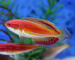 Paracheilinus Attenuatus (Maschio) Ml