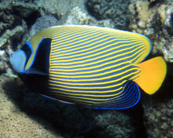 Pomacanthus Imperator (A) Xxl