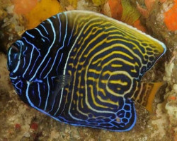 Pomacanthus Imperator (Juv/Adult) S