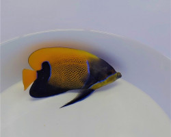 Pomacanthus Navarchus (Adult) S