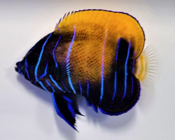 Pomacanthus Navarchus (Juvenile/Adult) L