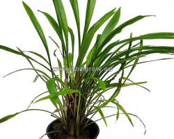 Cryptocoryne Pink Panther