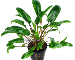 Cryptocoryne Species Green