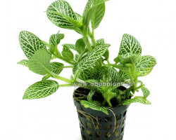 Fittonia Green