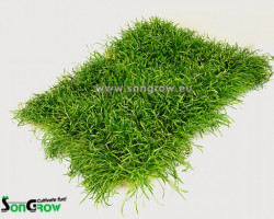 Lilaeopsis Novae-Zelandiae (Syn: L. Brasiliensis)  20X30 Cm