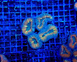 Acanthastrea Pachysepta (Splitcolor) (Premium) L