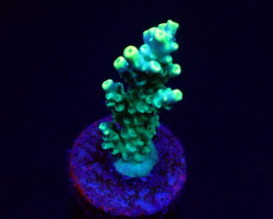 Acropora Kimbeensis (Frag) M