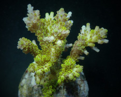 Acropora Latistella L