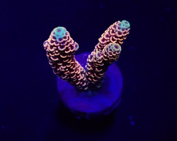 Acropora Millepora (Red-Pink) (Frag) M