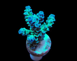 Acropora Tenuis (Grade A) (Frag) M