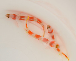 Amblyeleotris Aurora M