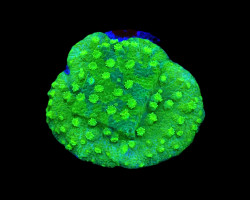 Astreopora Spp. (Green) (Frag) Ml