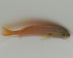 Cephalopholis Polleni S