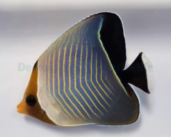 Chaetodon Larvatus M