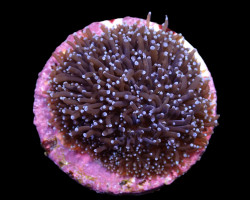 Galaxea Spp. (Common) (Frag) M