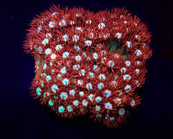 Goniopora Spp. (Fire And Ice) Xs