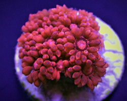 Goniopora Spp. (Red) (Ultra) (Frag) M