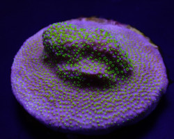 Montipora Spp. (Encrusting) (Green Polyp) (Frag) M